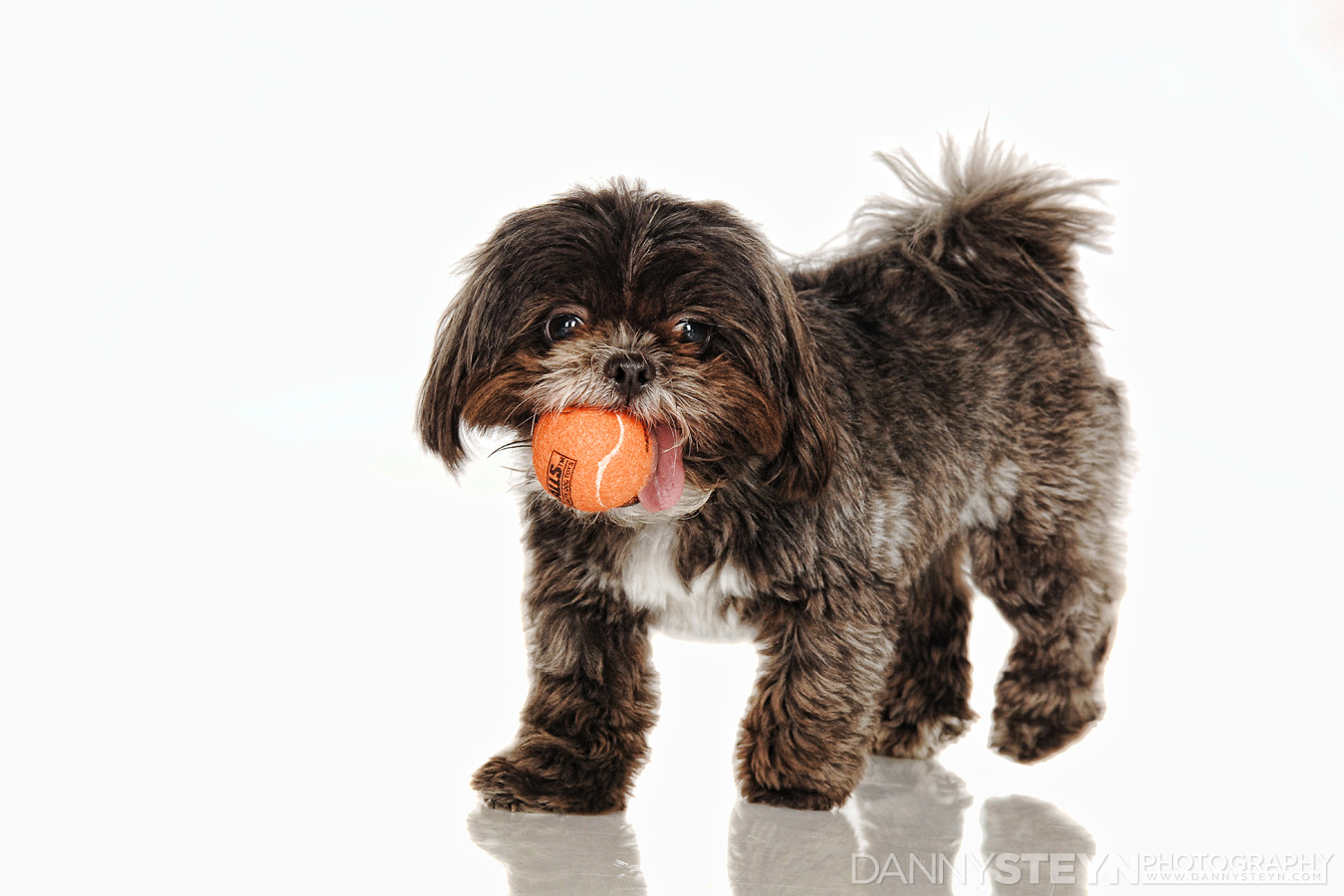 pet photographer fort lauderdale