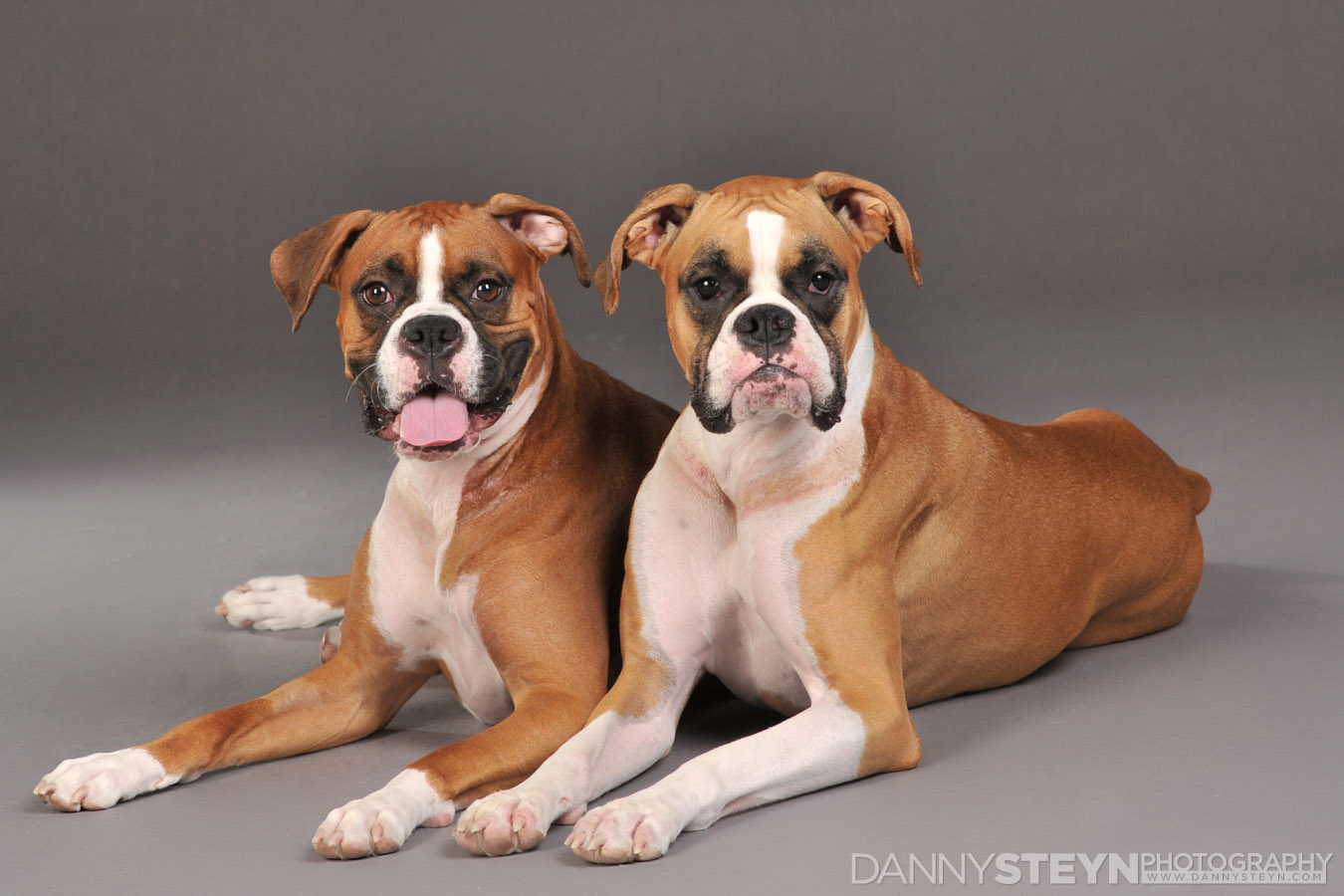 pet photographer fort lauderdale