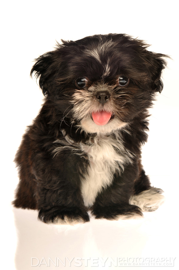 pet photographer fort lauderdale