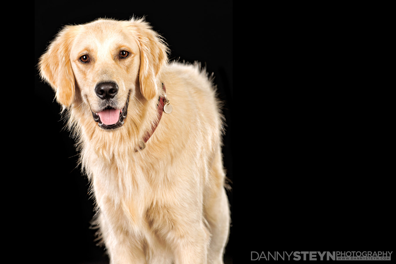 pet photographer fort lauderdale